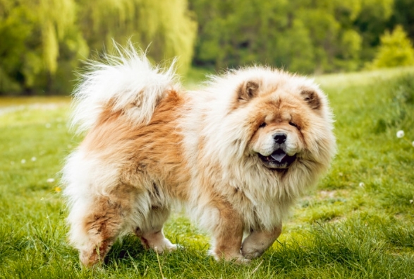 Chow Chow.jpg